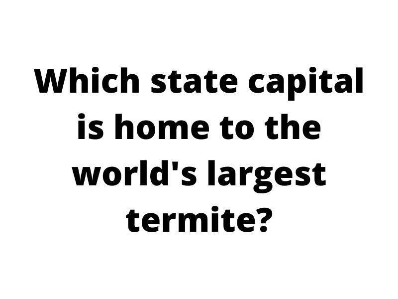 termite facts