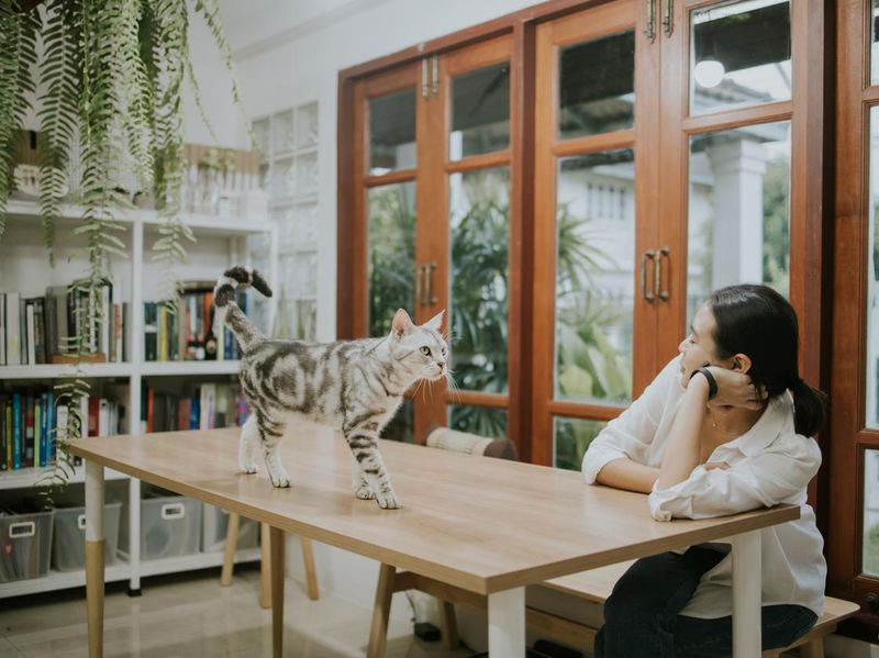 Thai freelancer with her cat at her homeoffice