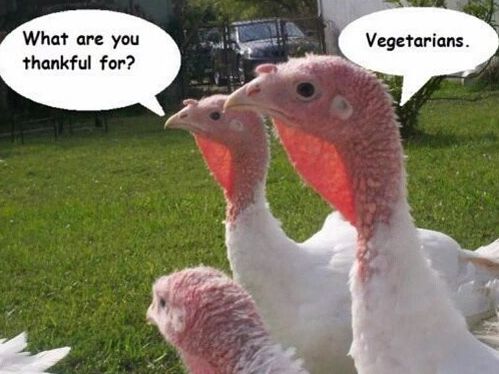 Thanksgiving turkey vegetarian meme