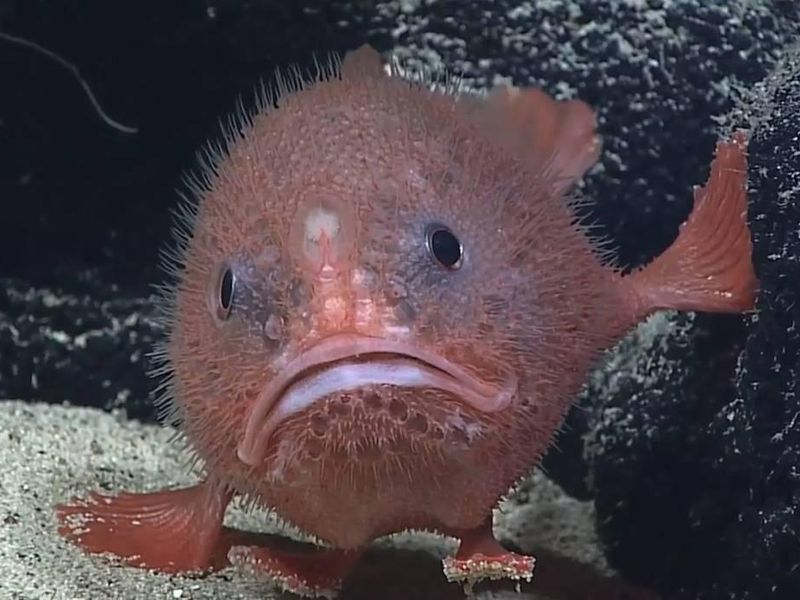 The adorable coffinfish