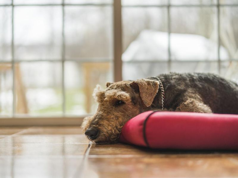 The Airedale terrier dog sleeping at the dog pad