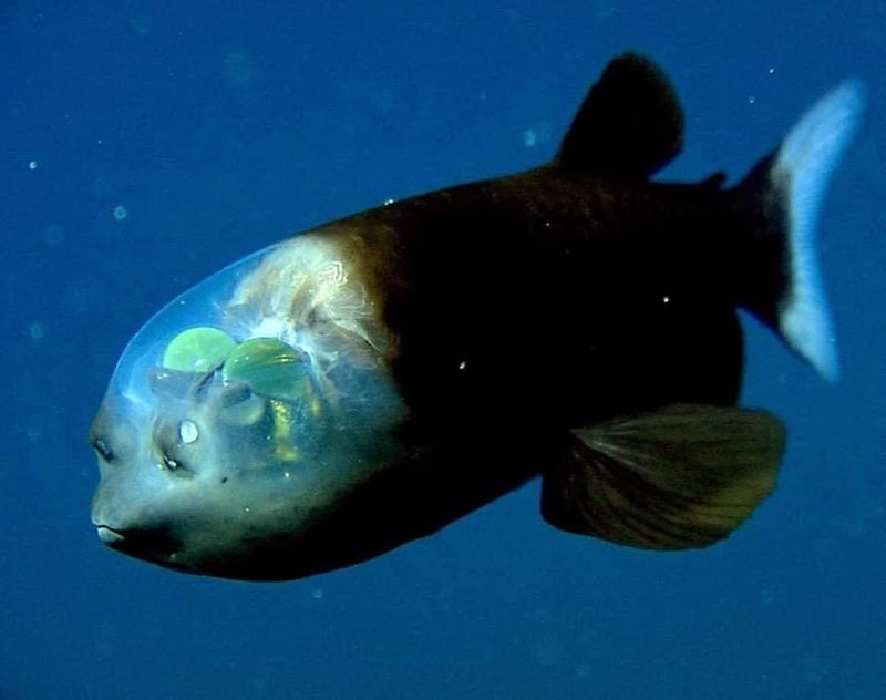 The Barreleye deep sea fish