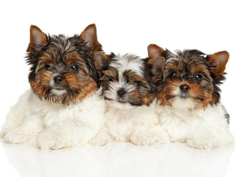 The Biewer Terrier Studbook Has More Than 1,000 Dogs