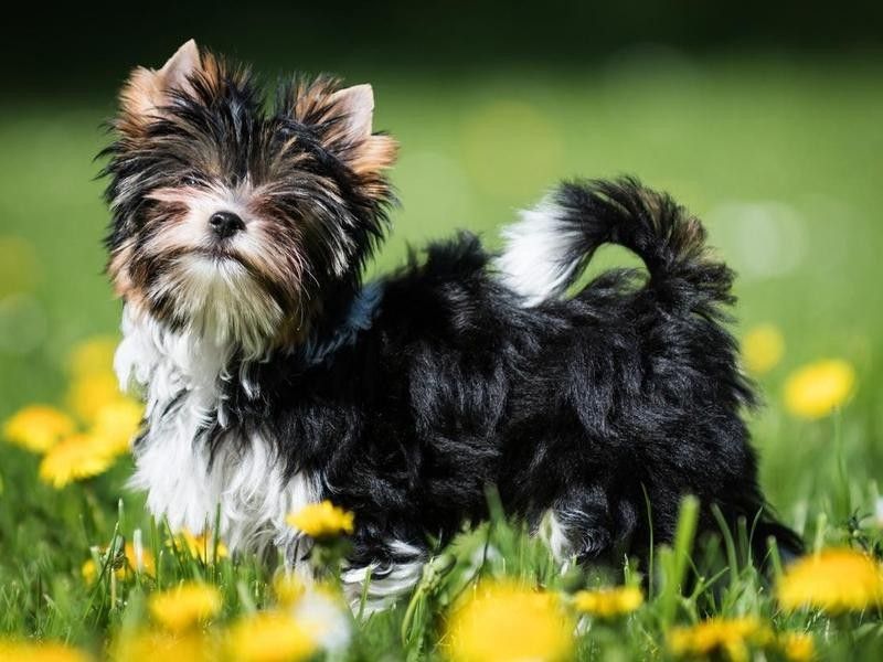 The Biewer Terrier Was Added to the Miscellaneous Class in 2019