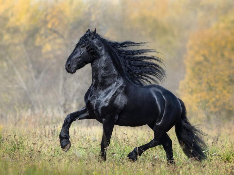 The black horse of Friesian breed walks in autumn wood