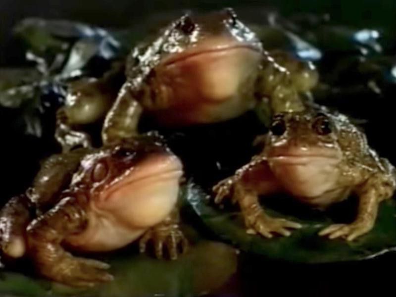 The Bud Frogs