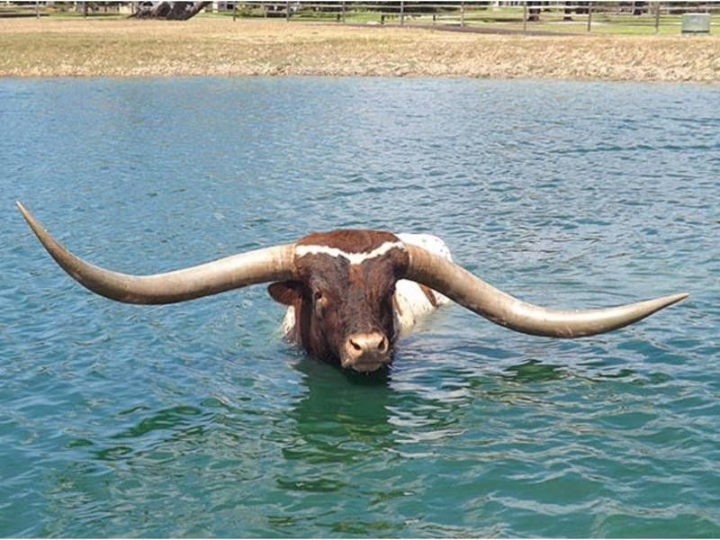 The Bull With the Longest Horn Spread