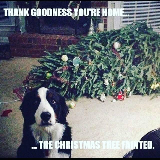 The Christmas tree fainted meme