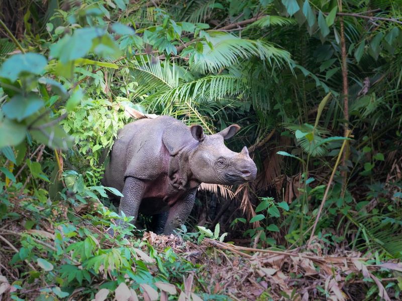 The critically endangered Javan rhino in Indonesia