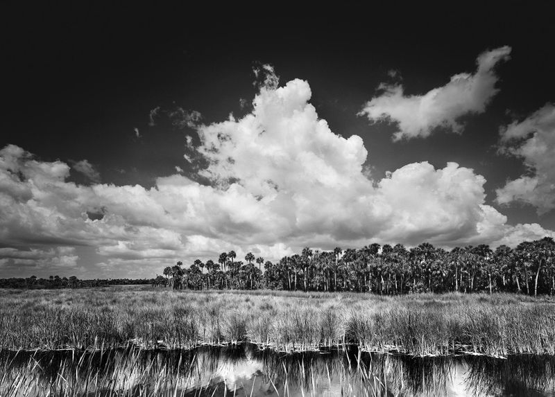 The Everglades in Tamiami