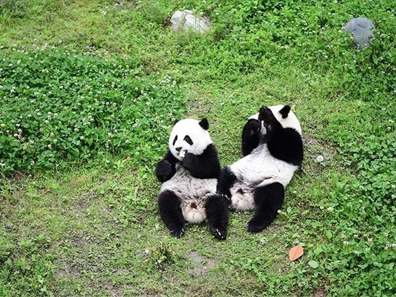 The First Panda Twins Born to a Captive Mother and Wild Father