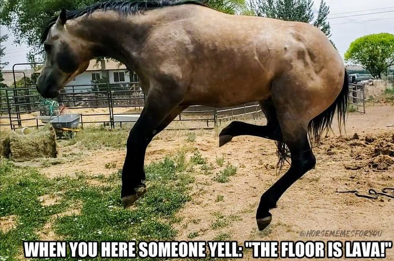 The floor is lava meme