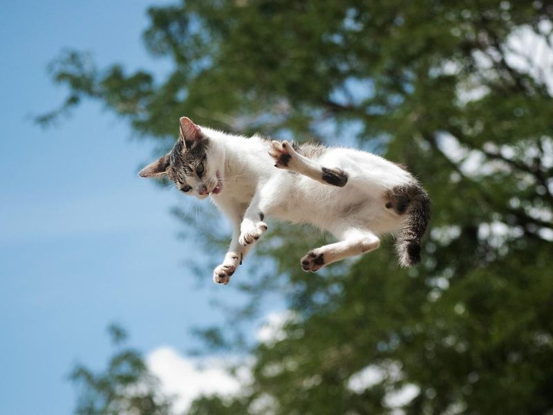 The Flying Cat