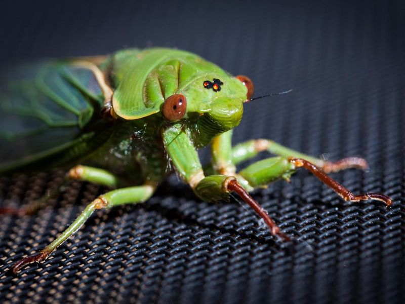 The Green Grocer Cicada on dark background