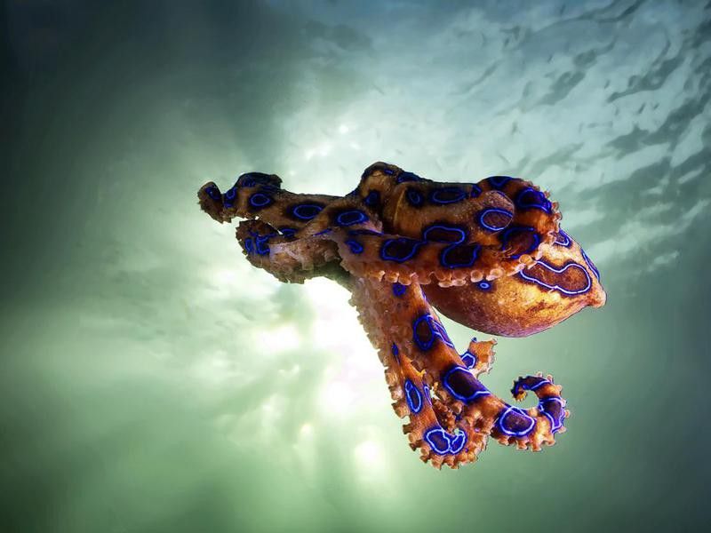 The hovering blue-ringed octopus