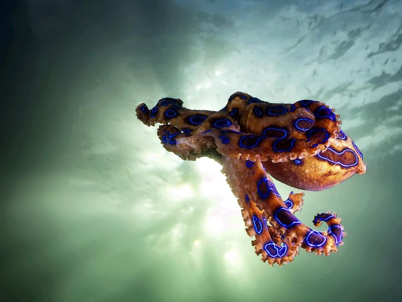 The hovering blue ringed octopus
