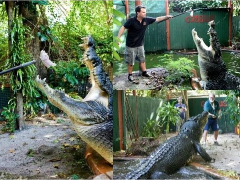 The Largest-Living Captive Crocodile