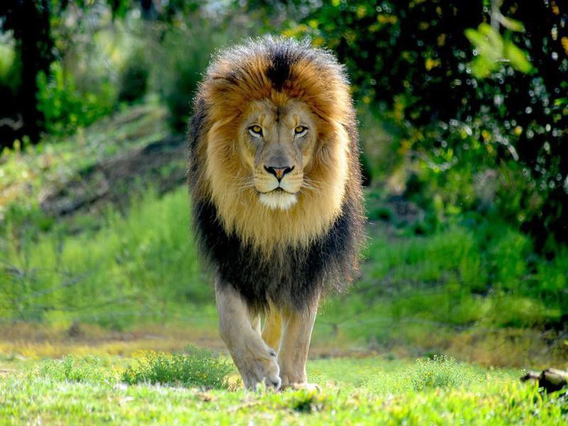 The Lion’s ‘King of the Jungle’ Nickname Is Not Accurate