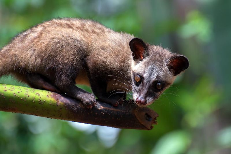 The masked palm civet standing on the edge of a tree