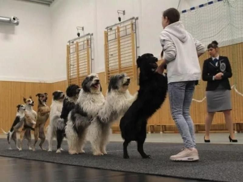 The Most Dogs in a Conga Line