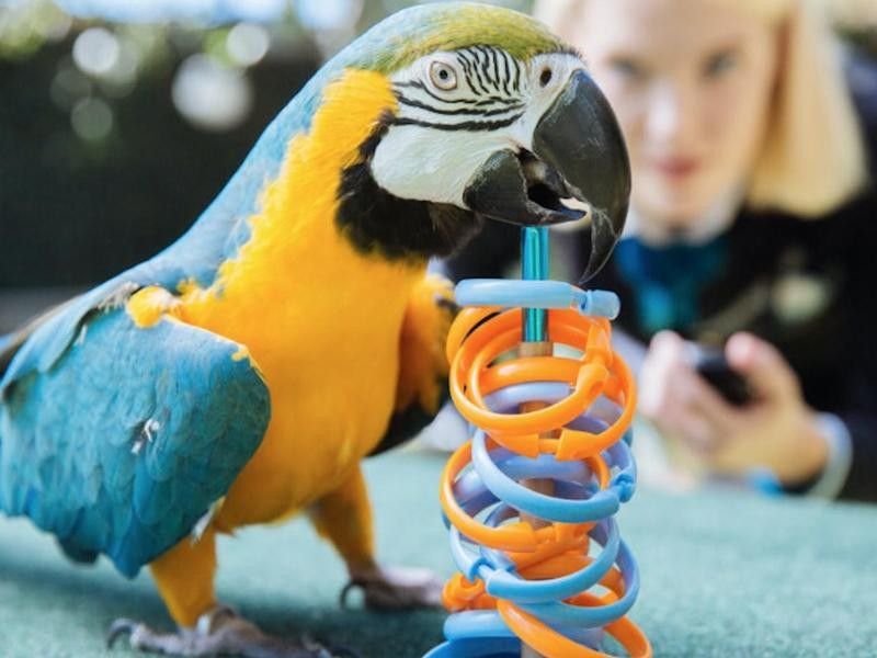 The Most Rings Placed on a Target by a Macaw in 1 Minute