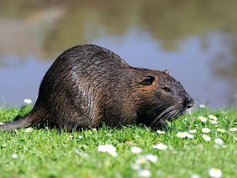 The muskrat (Ondatra zibethicus) is a smelly animal