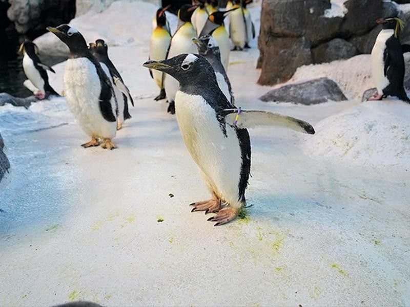 The Oldest-Living Penguin in Captivity
