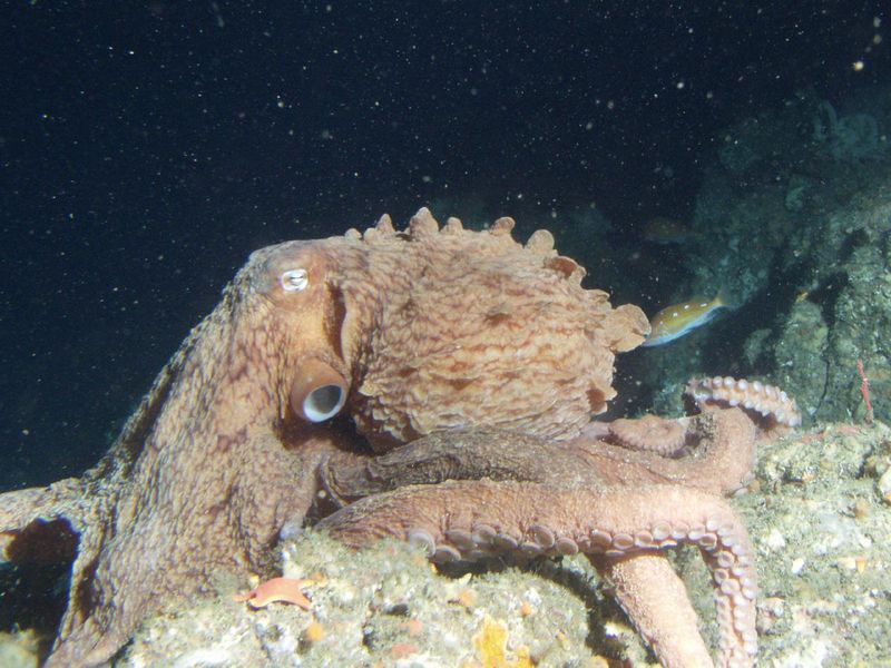 The Pacific octopus