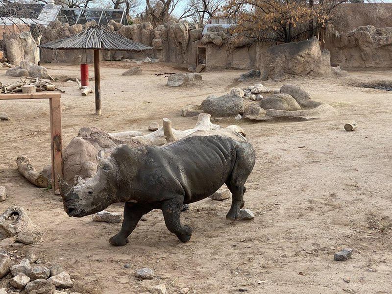 The rhino enclosure at ABQ BioPark