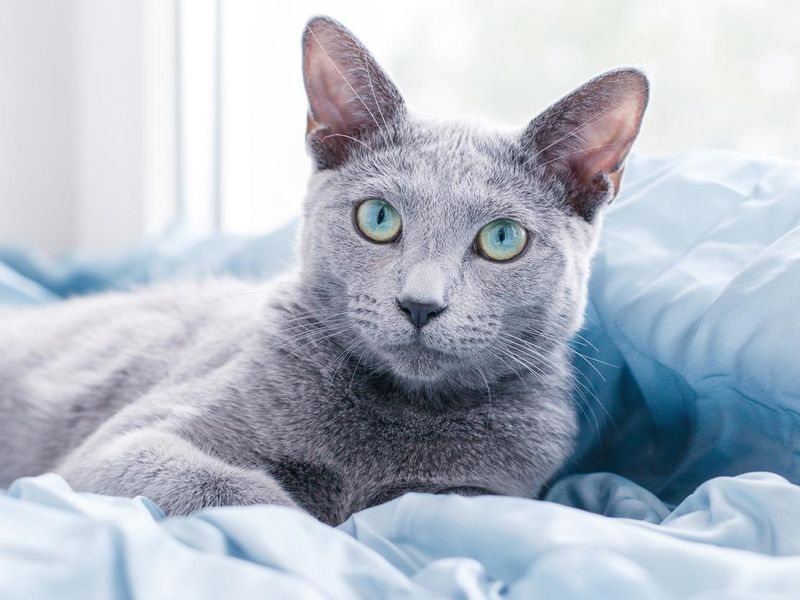 The Russian Blue cat