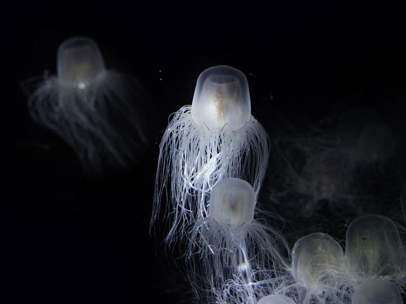 The Sea Wasp - Immortal Jellyfish