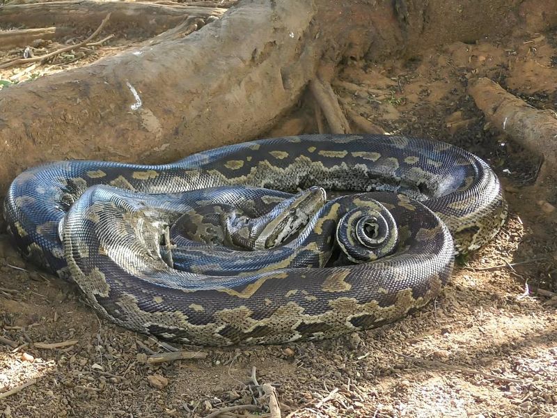 The Southern African rock python (Python natalensis)