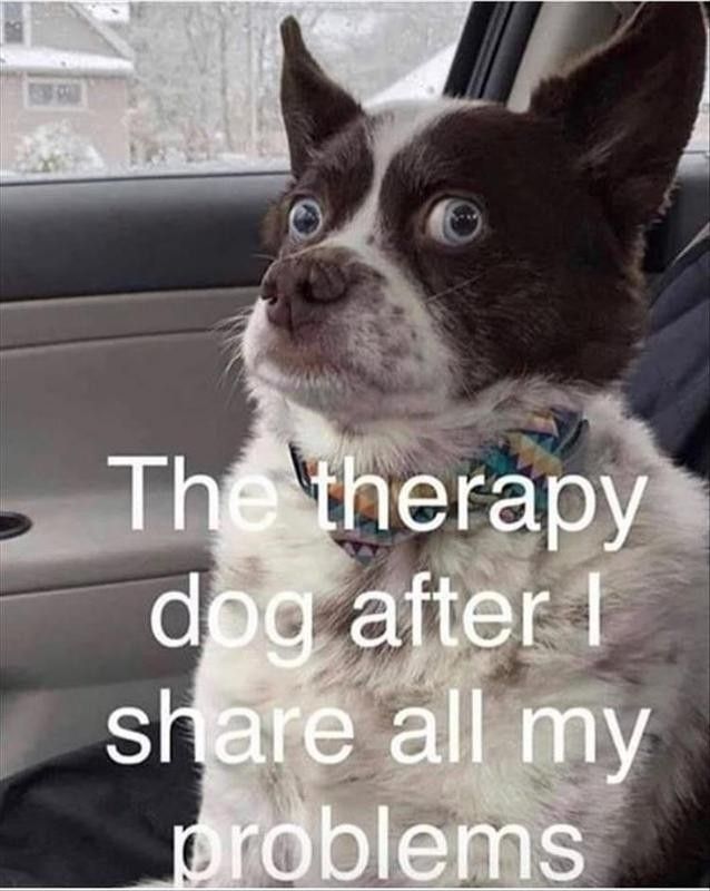 Therapy dog