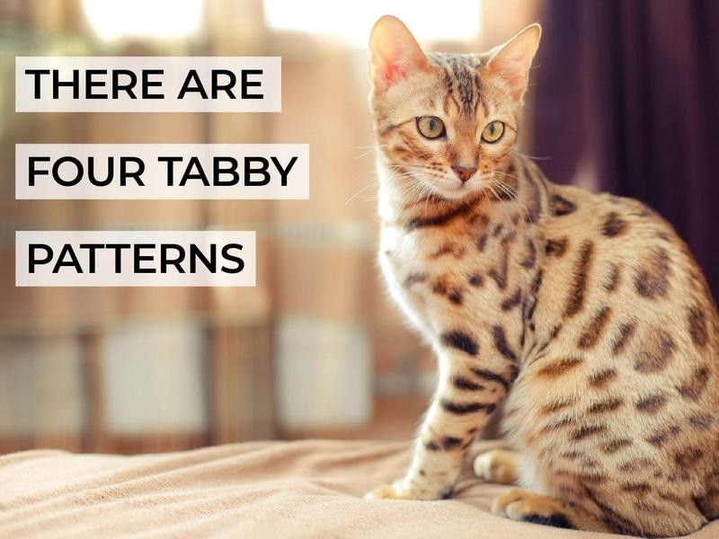 There Are Four Tabby Patterns