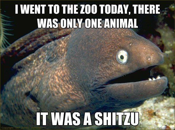 There was only one animal at the zoo meme