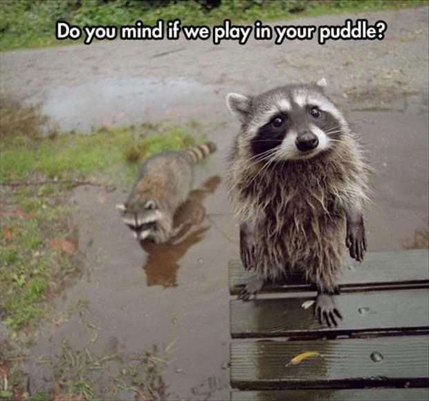 These raccoons like the pitter-patter sound of raindrops