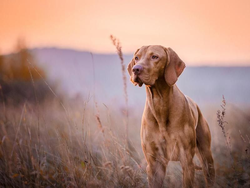 Things Dogs Can Smell That Humans Can’t