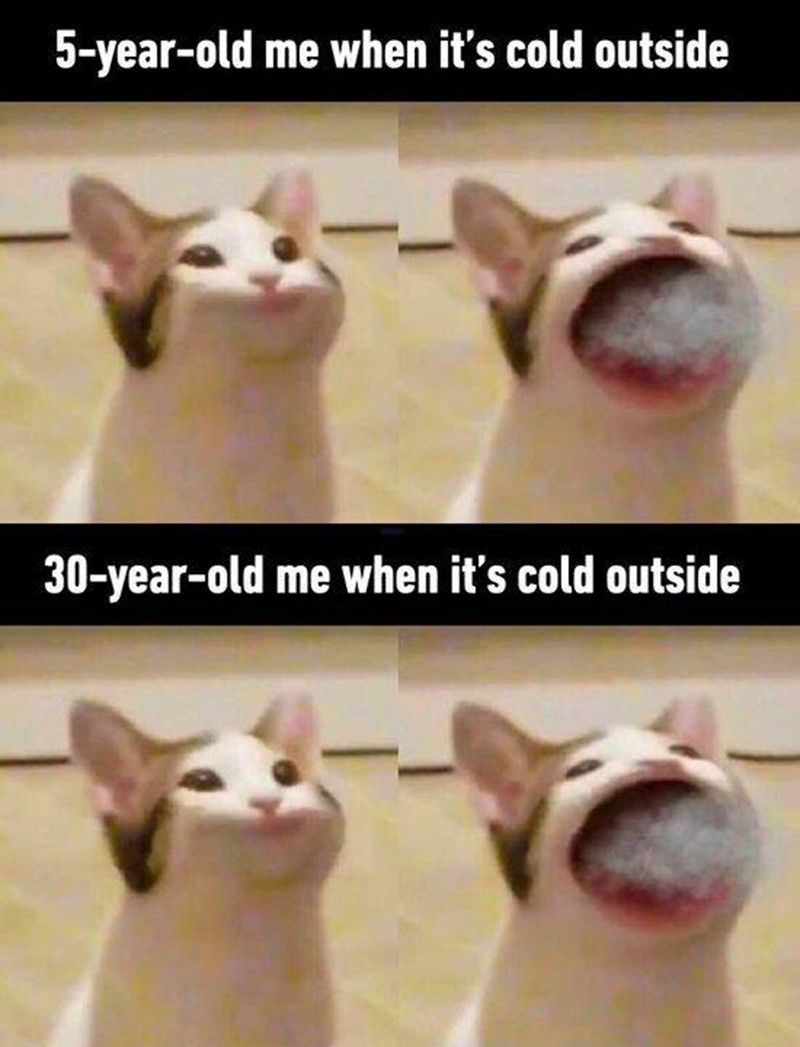 This cat is not a fan of the cold