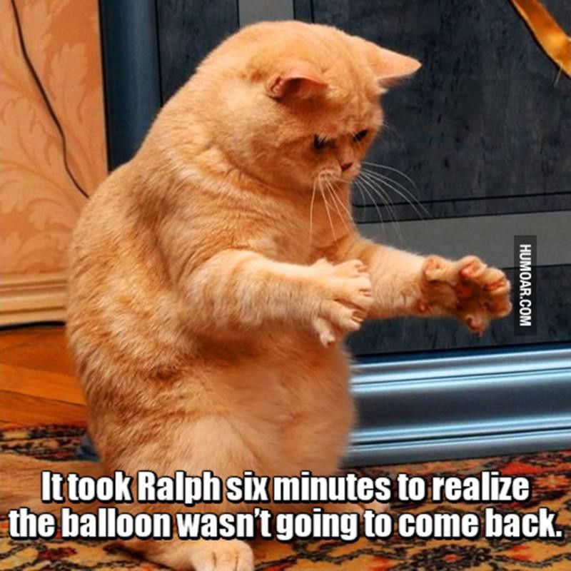 This cat wants a balloon back