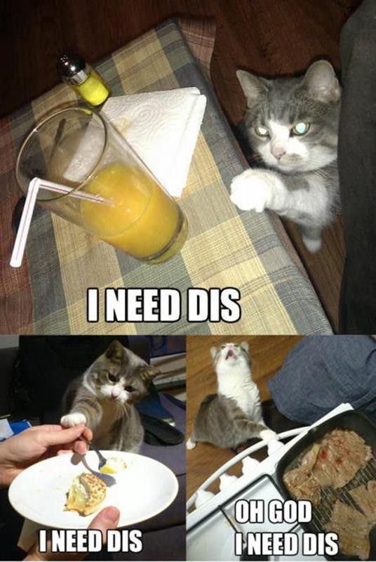 This cat wants food and drinks