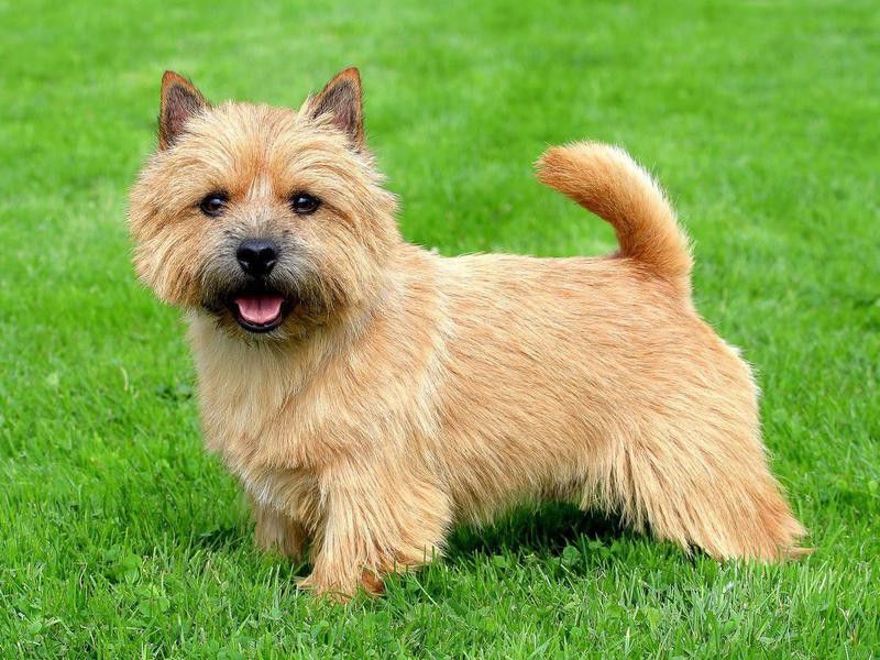 This Norwich Terrier doesn't shed much
