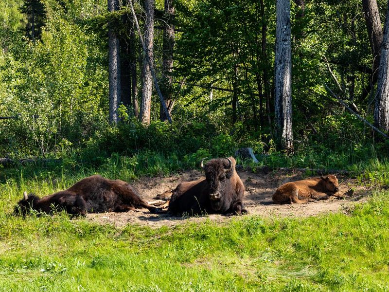 Thr American bison along the alaska highway in Canada