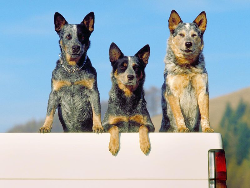 Three australian cattle dogs on a pickup, front view