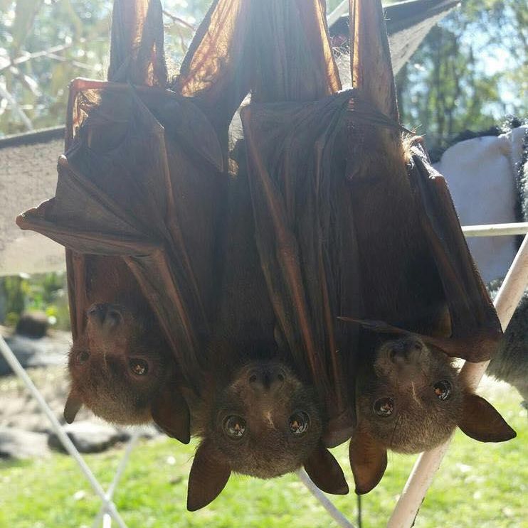 Three baby bats hanging upside down