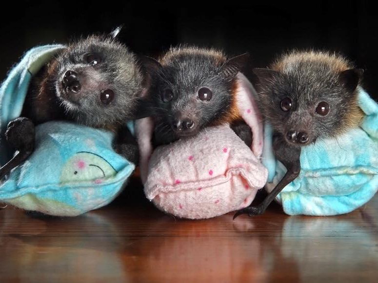 Three baby bats in sleeping bags