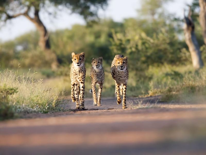 Three cheetahs in Kruger National Park
