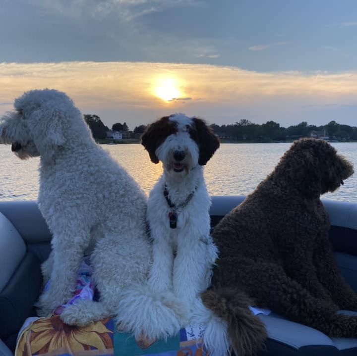 Three different colored sheepadoodle dogs in a boat