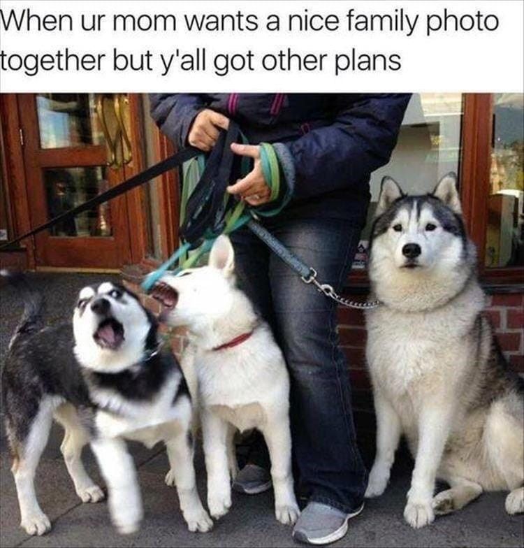 Three goofy dogs