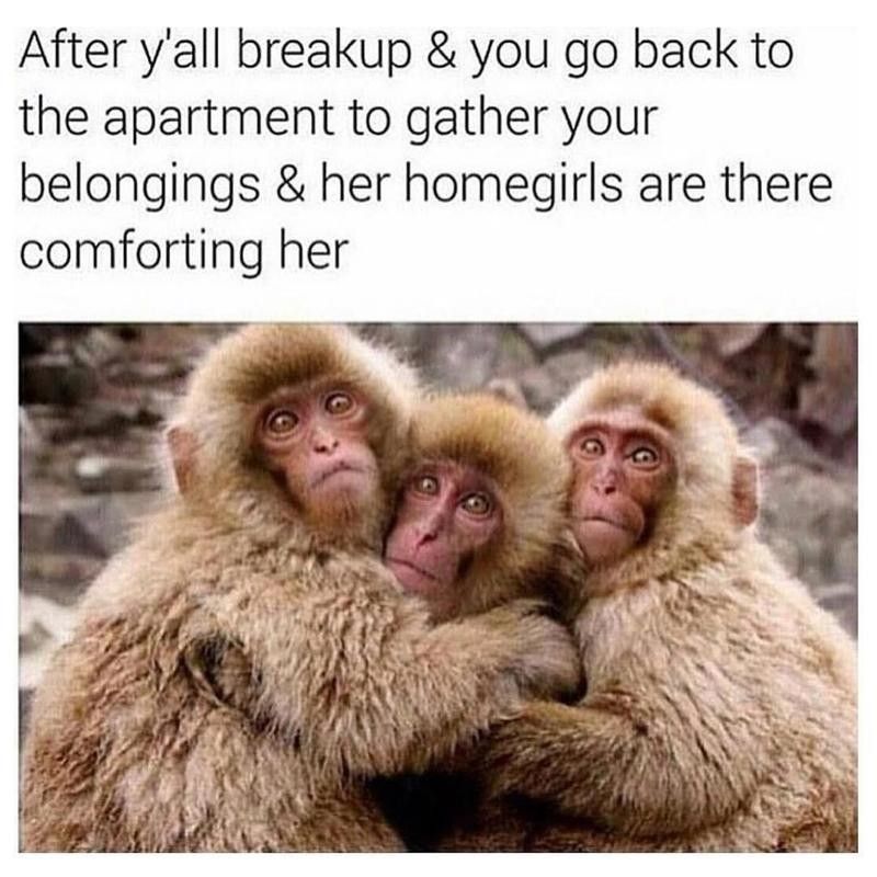 Three monkeys huddling together
