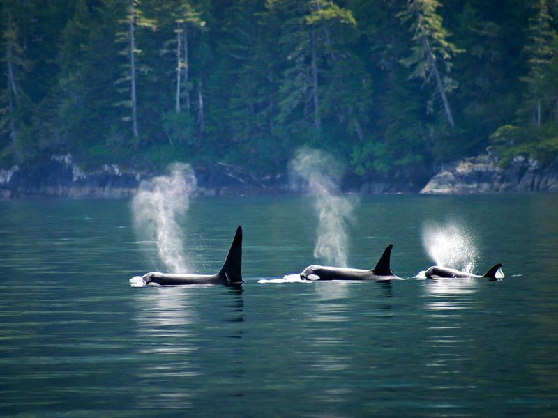 Three orcas or killer whales in a row